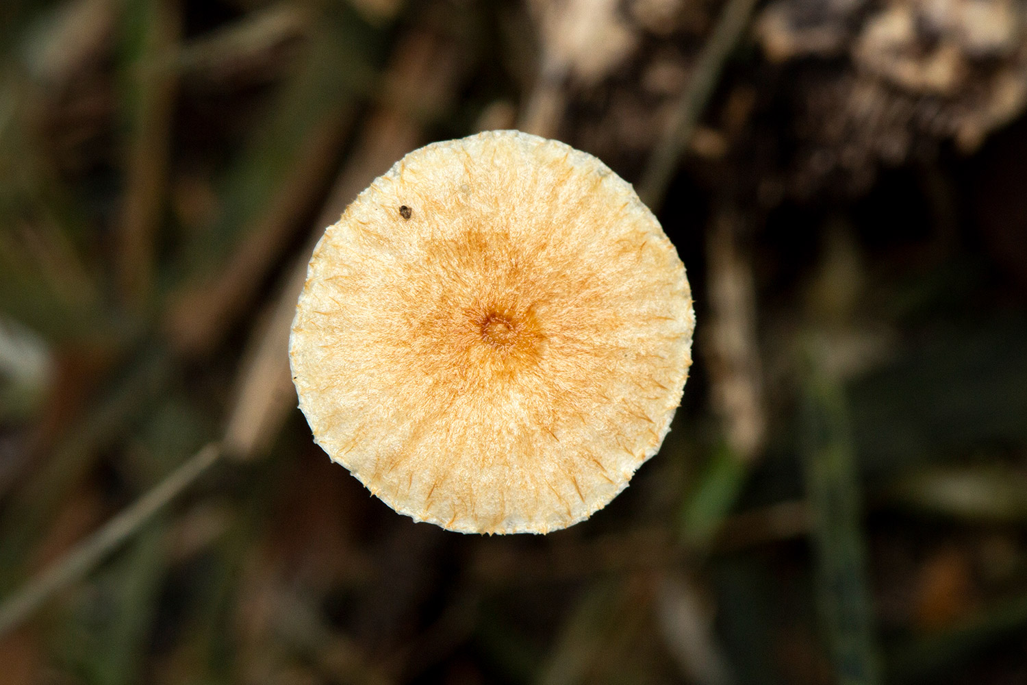 Hairy Parachute Barbados