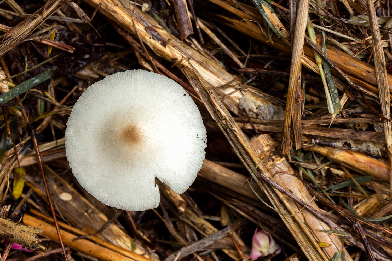 Onion-stalk Parasol Barbados