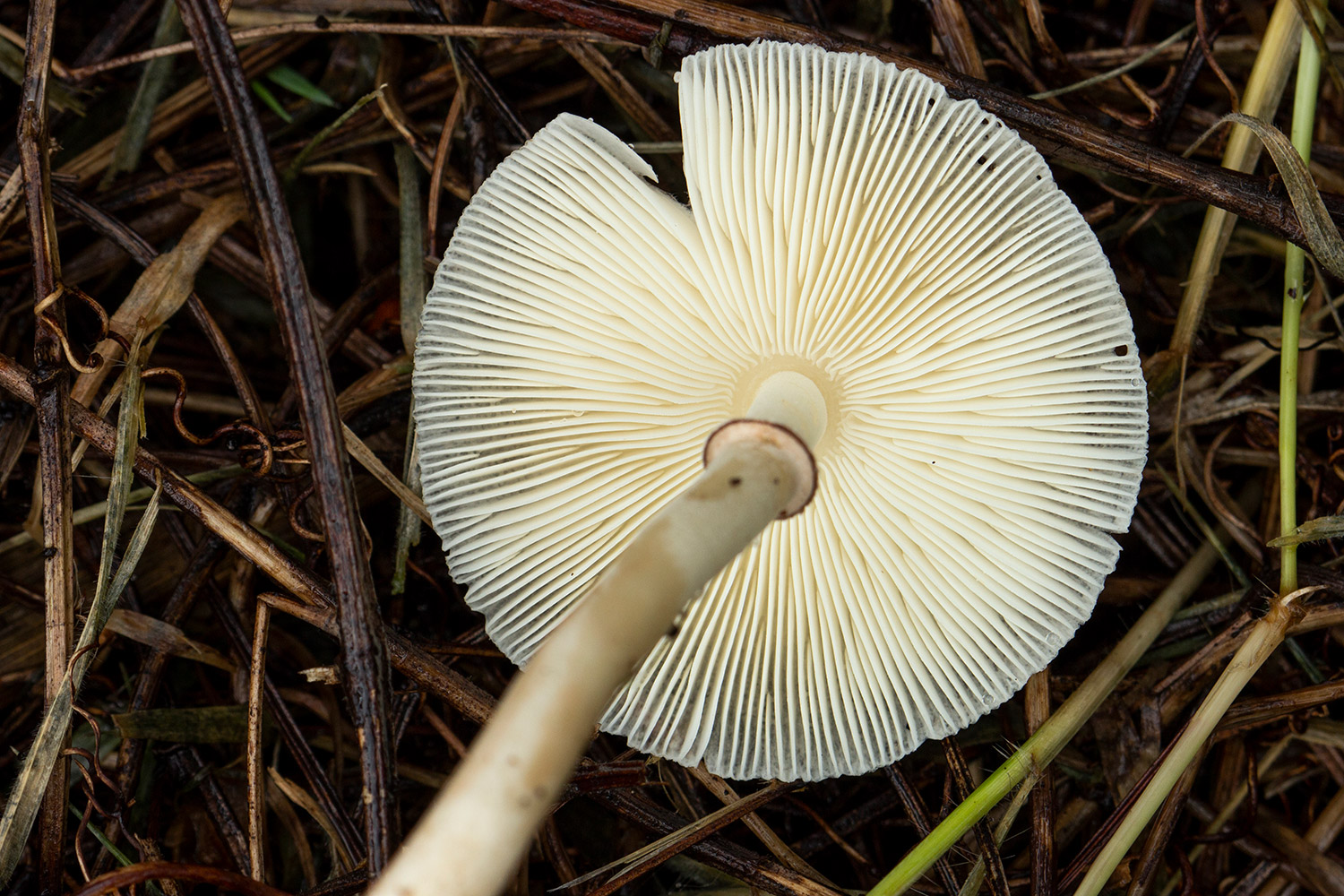 Onion-stalk Parasol Barbados