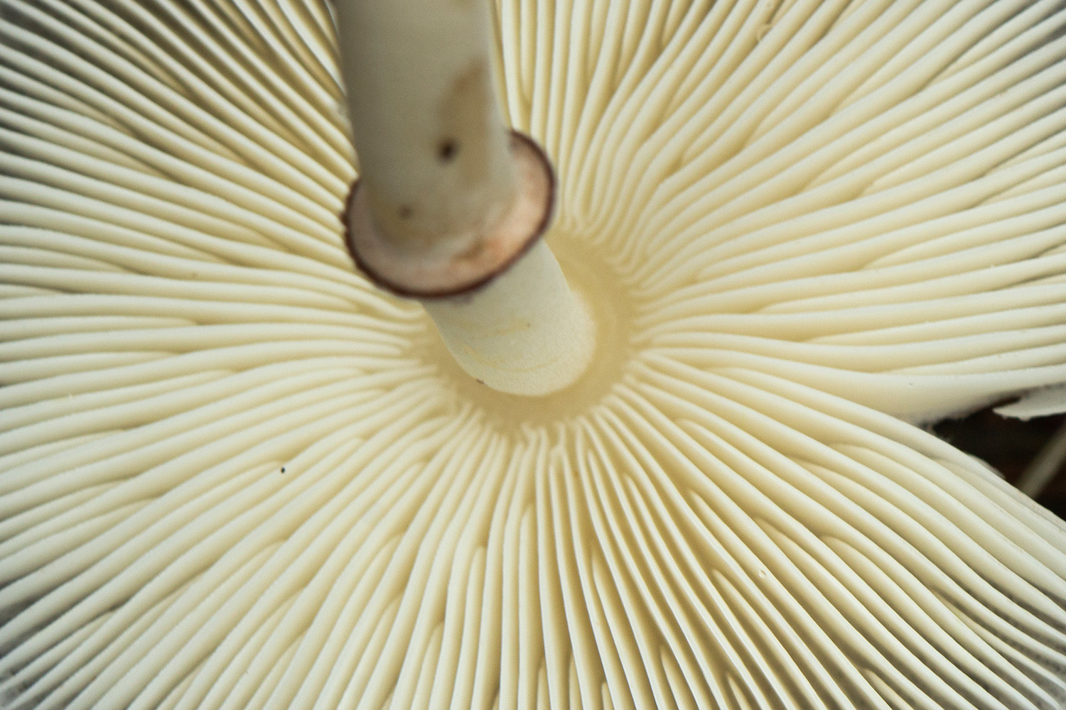 Onion-stalk Parasol Barbados