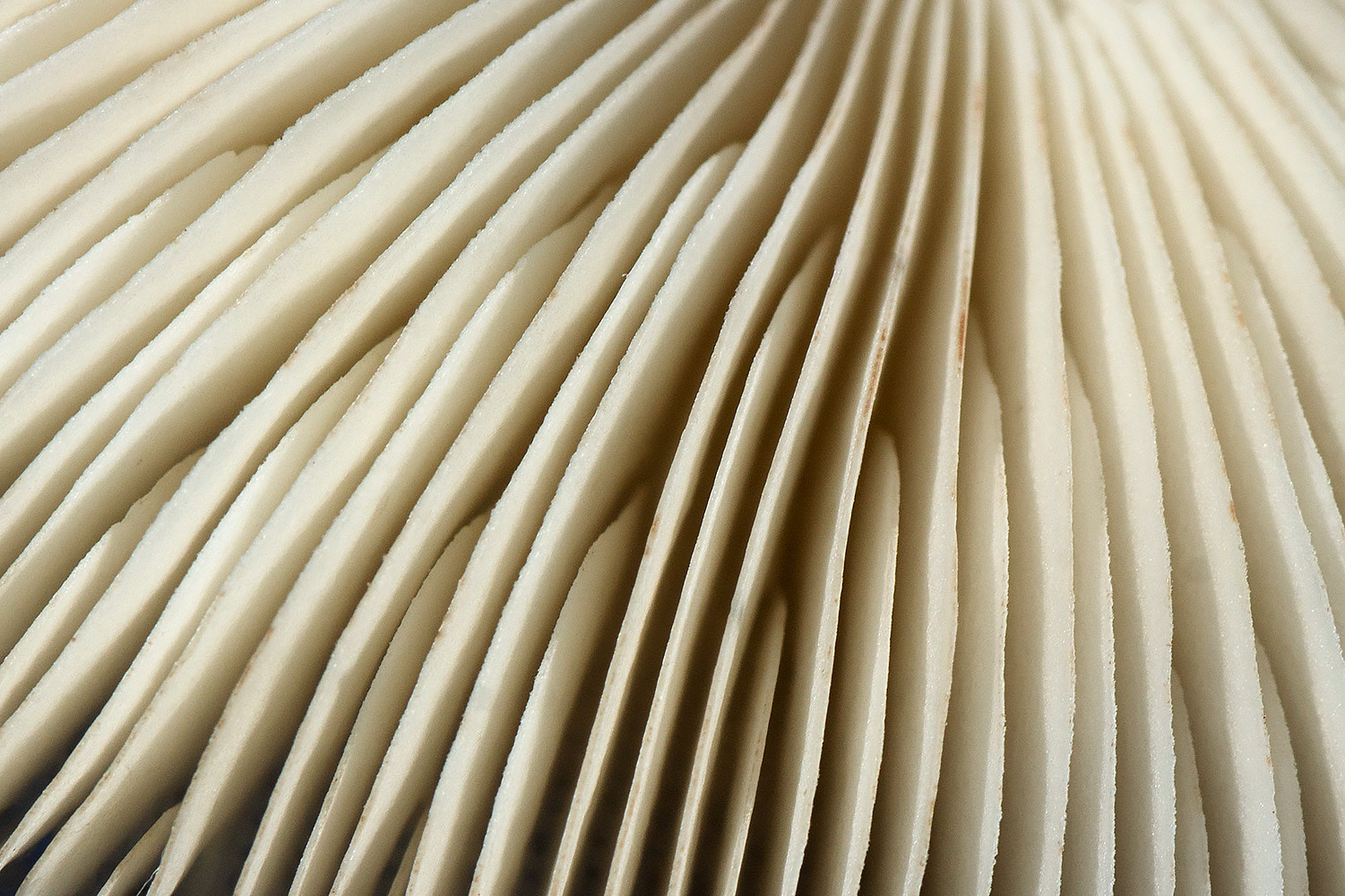 Onion-stalk Parasol Barbados