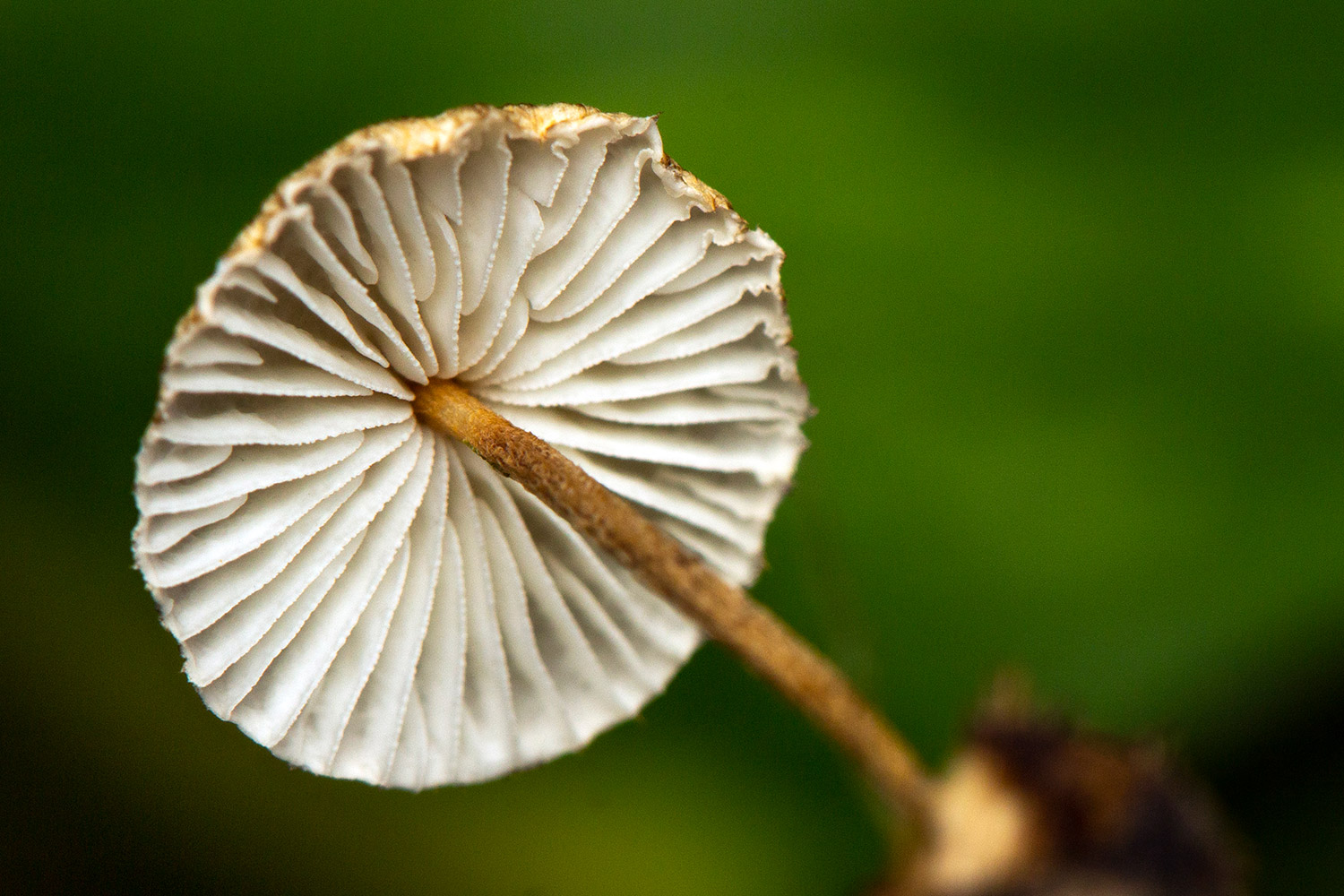 Hairy Parachute Barbados