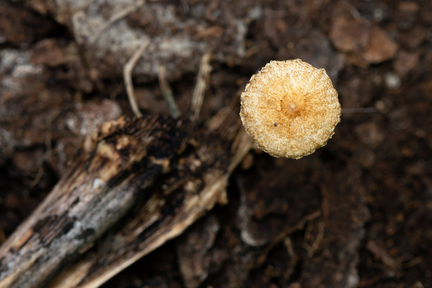 Hairy Parachute Barbados