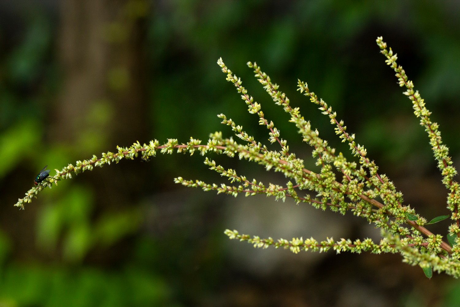 Amaranthus Barbados