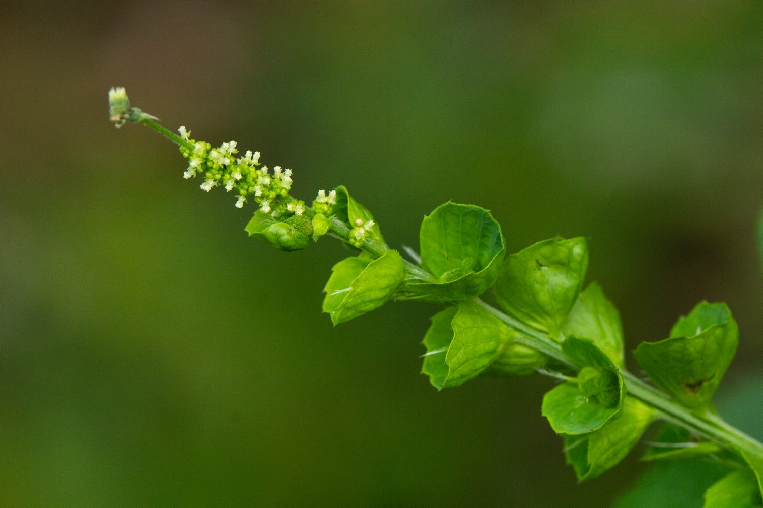 Indian acalypha Barbados