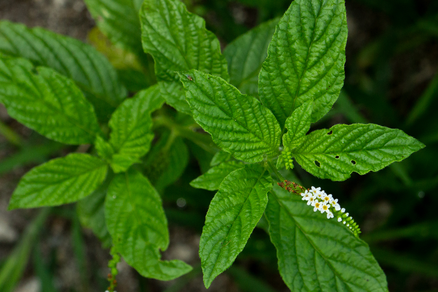 Scorpion Tail Barbados