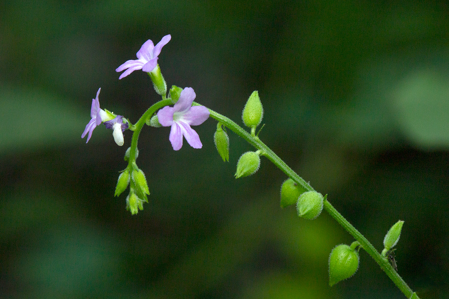 Cat's Tongue Barbados