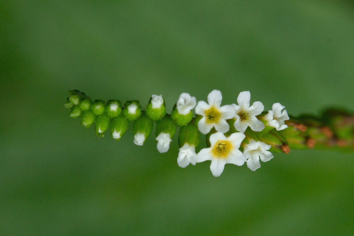 Scorpion Tail Barbados