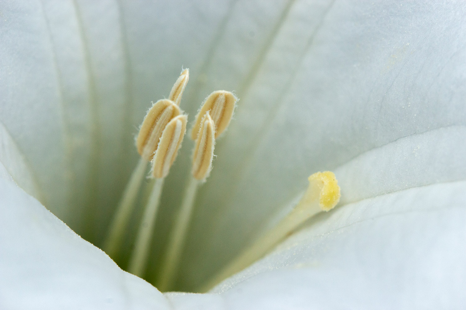 Datura, Moonflower Barbados