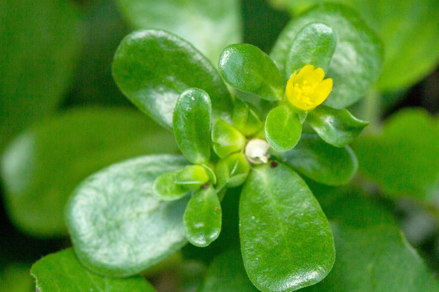 Common Purslane Barbados