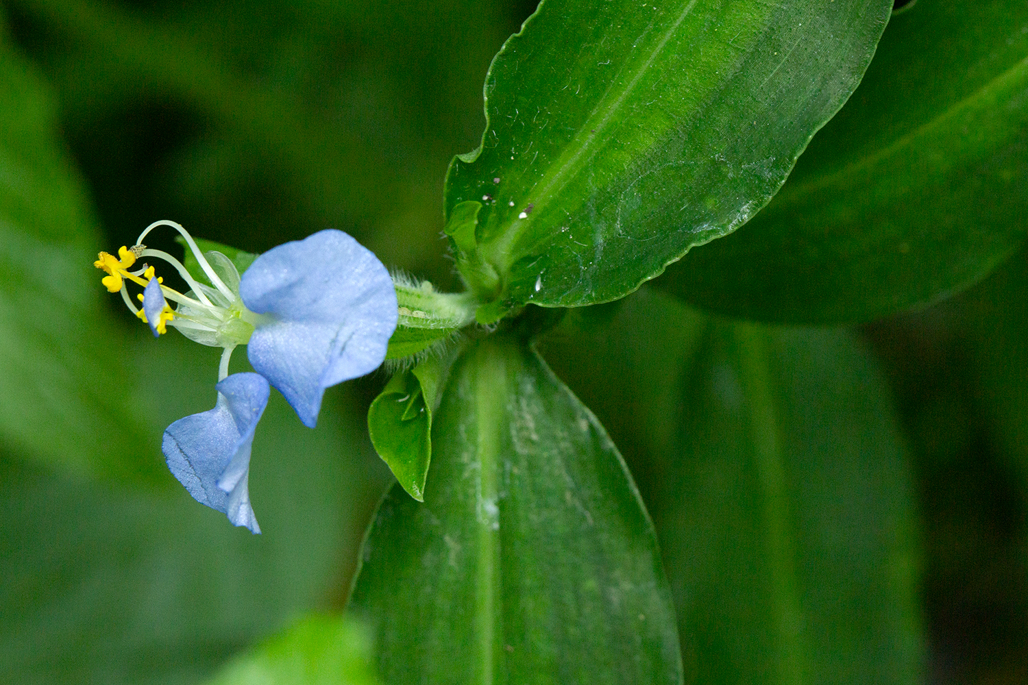 White Mouth Dayflower Barbados