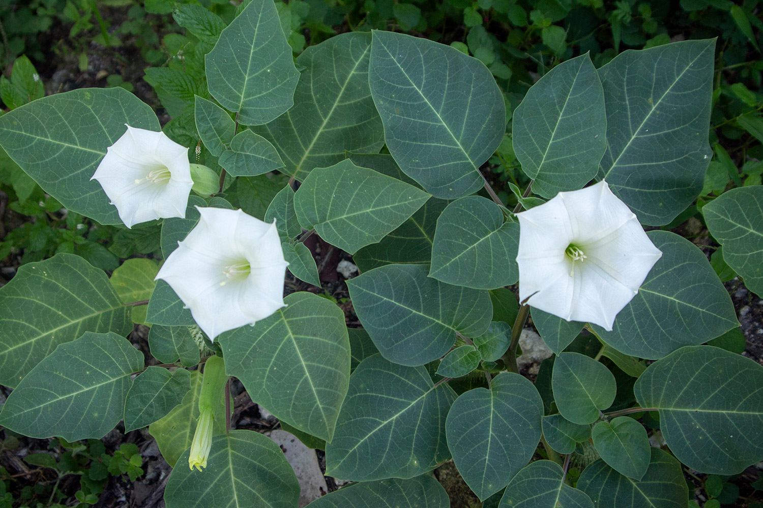 Datura, Moonflower Barbados