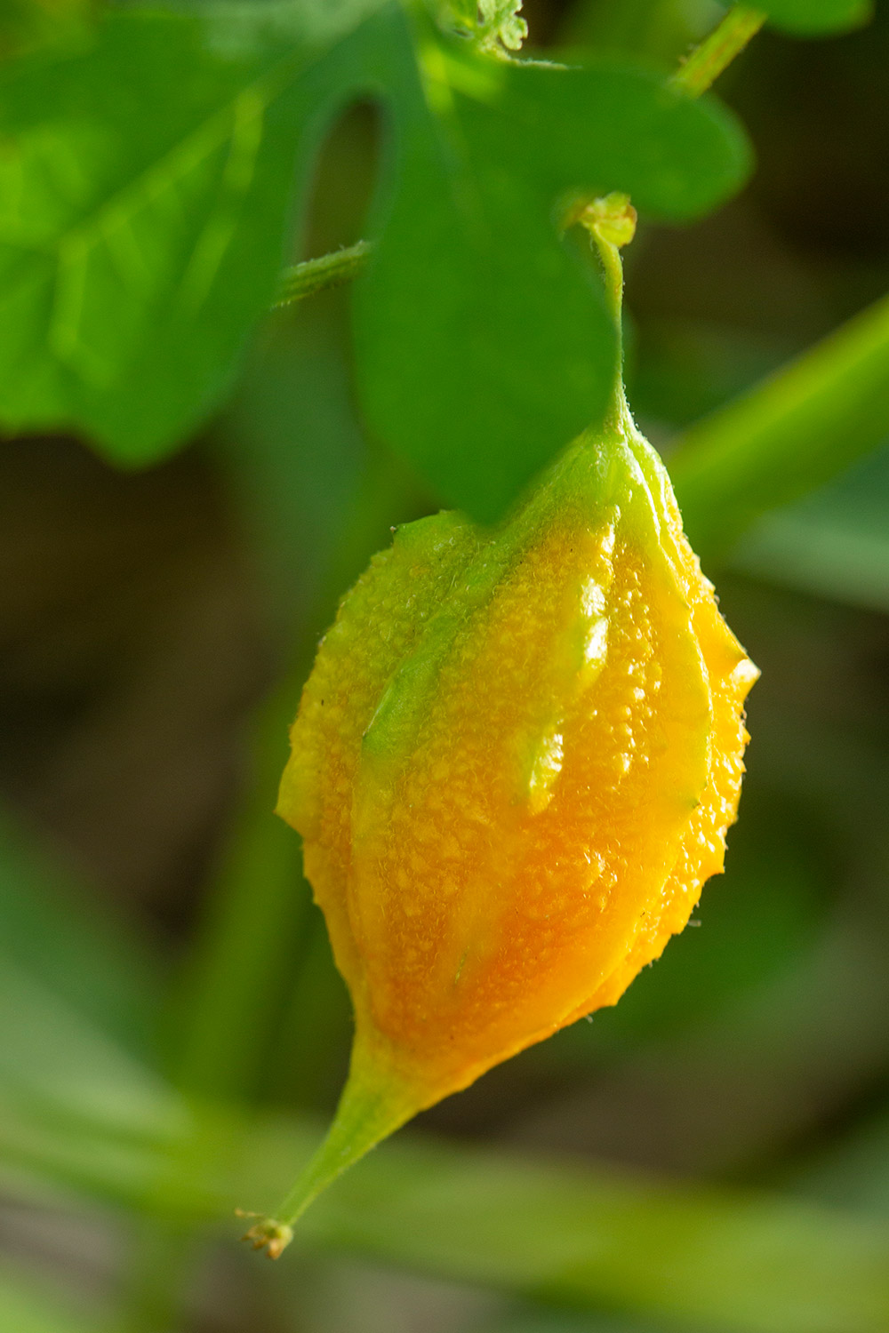 Cerasee Bush / Bitter  Melon Barbados