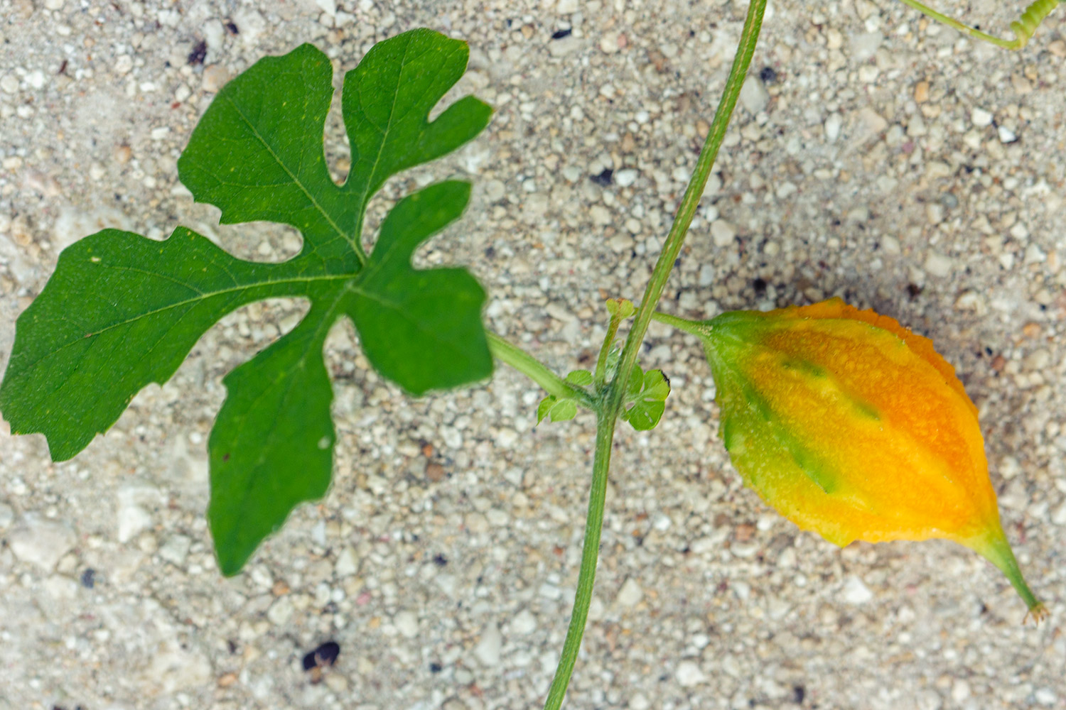 Cerasee Bush / Bitter  Melon Barbados