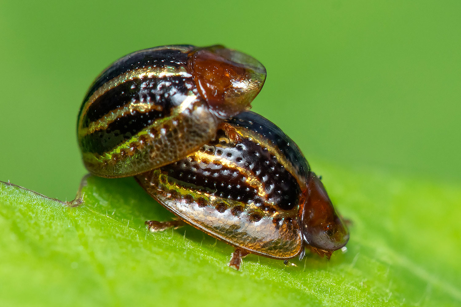 Twice-Stabbed Cactus Lady Beetle Barbados