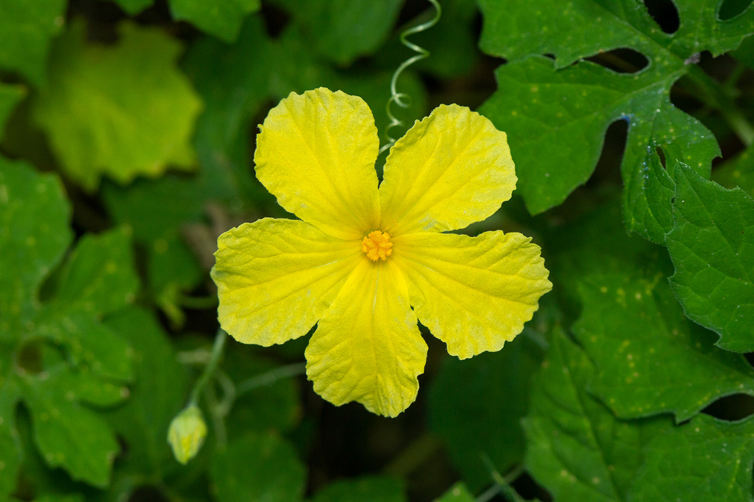 Cerasee Bush / Bitter  Melon Barbados