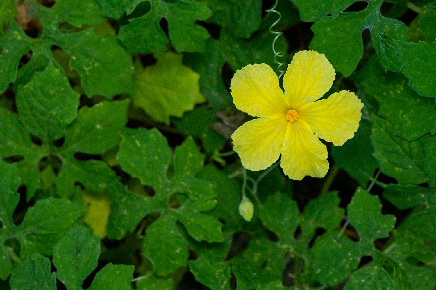 Cerasee Bush / Bitter  Melon Barbados