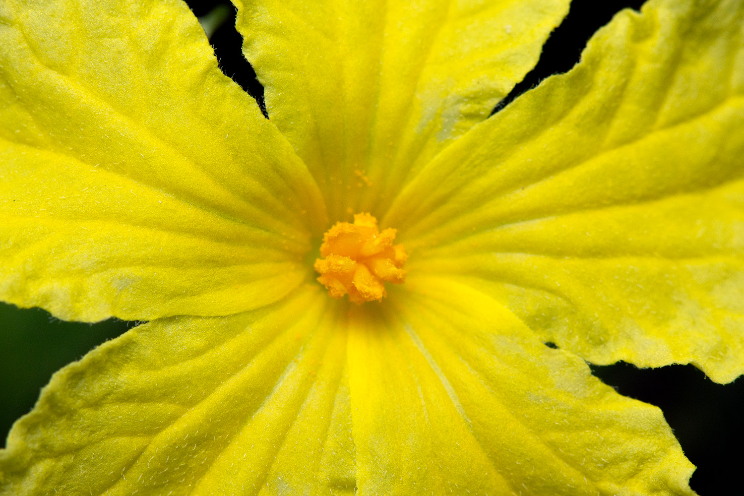 Cerasee Bush / Bitter  Melon Barbados