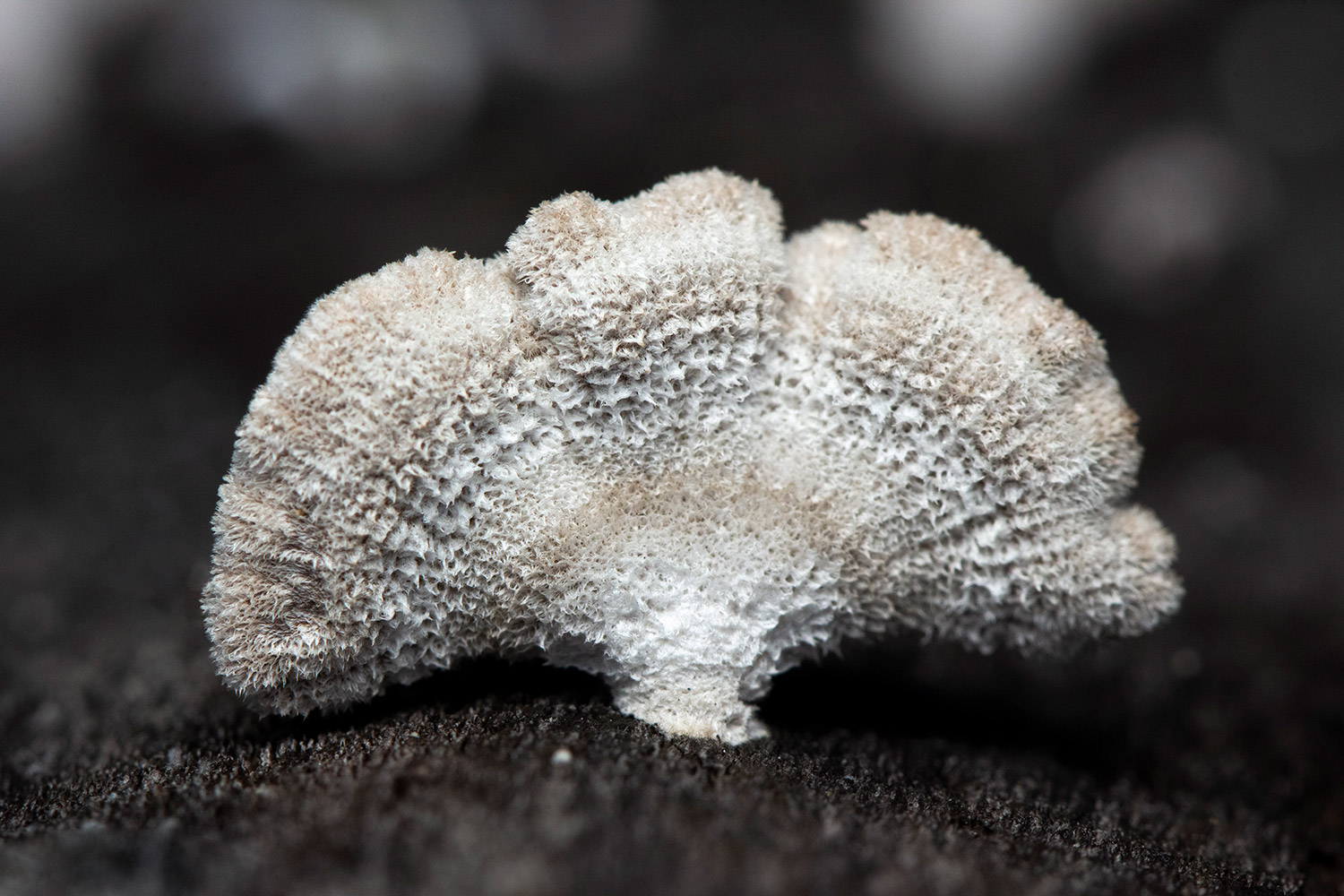 Split-gill Fungus Barbados
