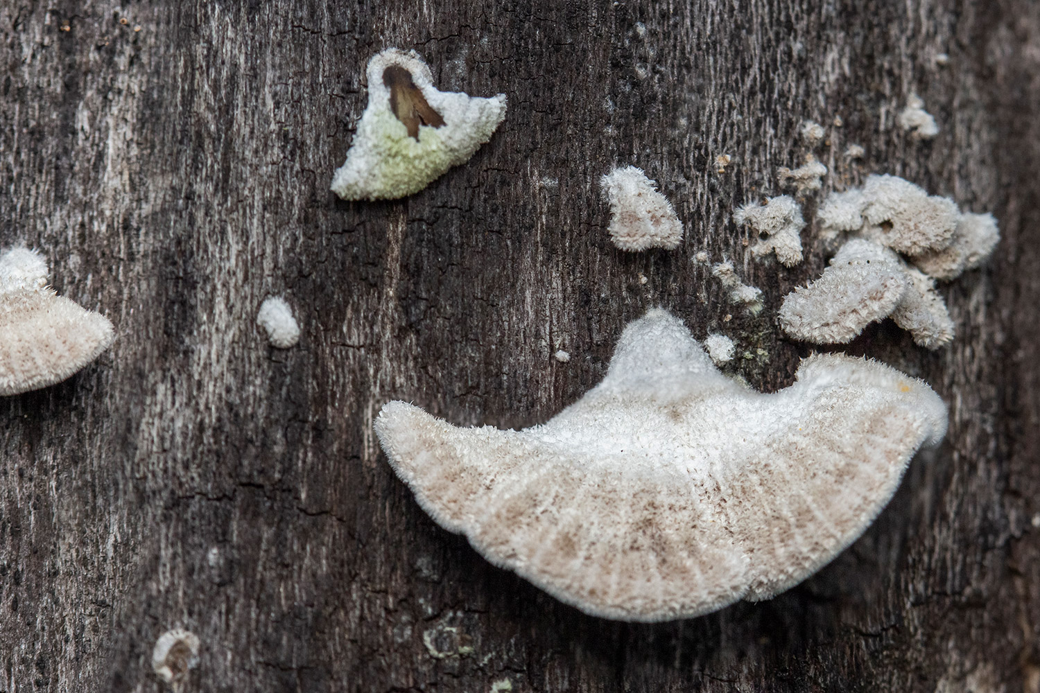 Split-gill Fungus Barbados