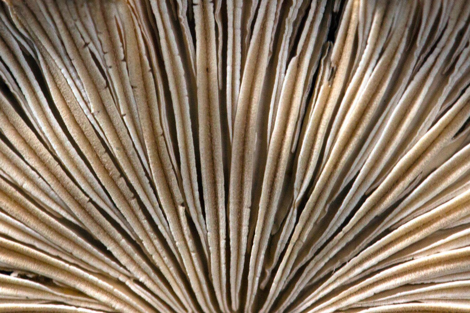 Split-gill Fungus Barbados