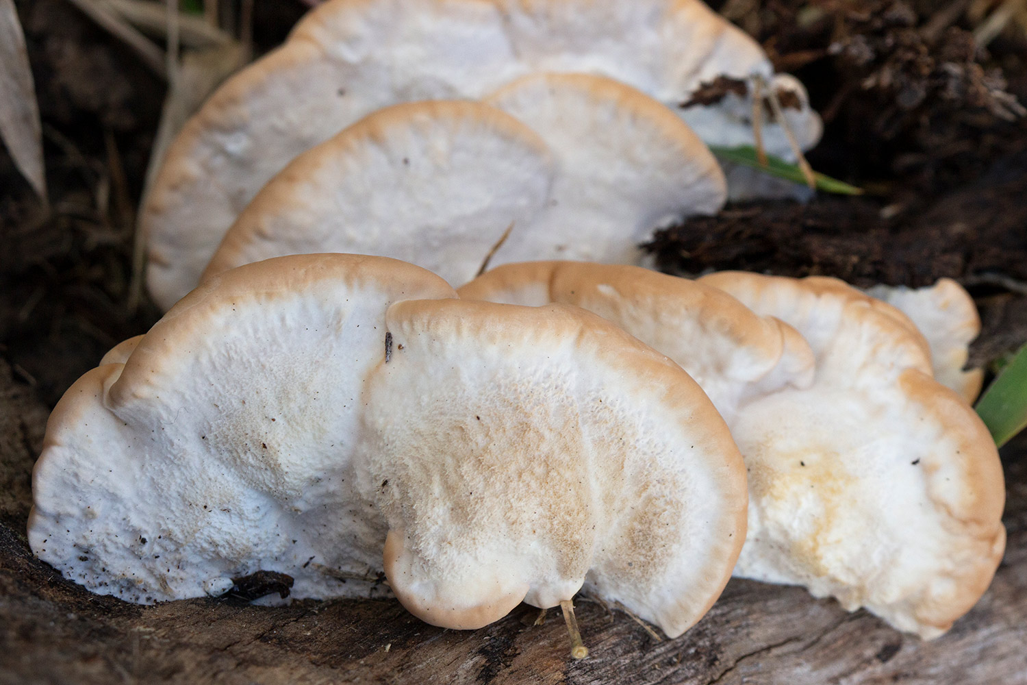 Bracket Fungi Barbados