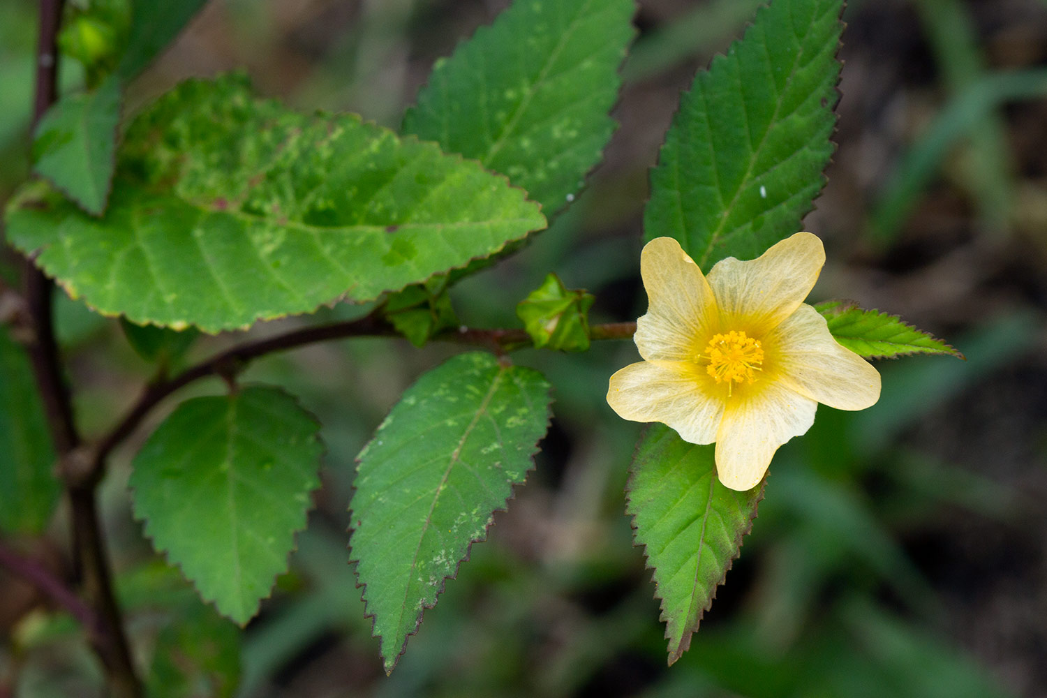 False Mallow Barbados