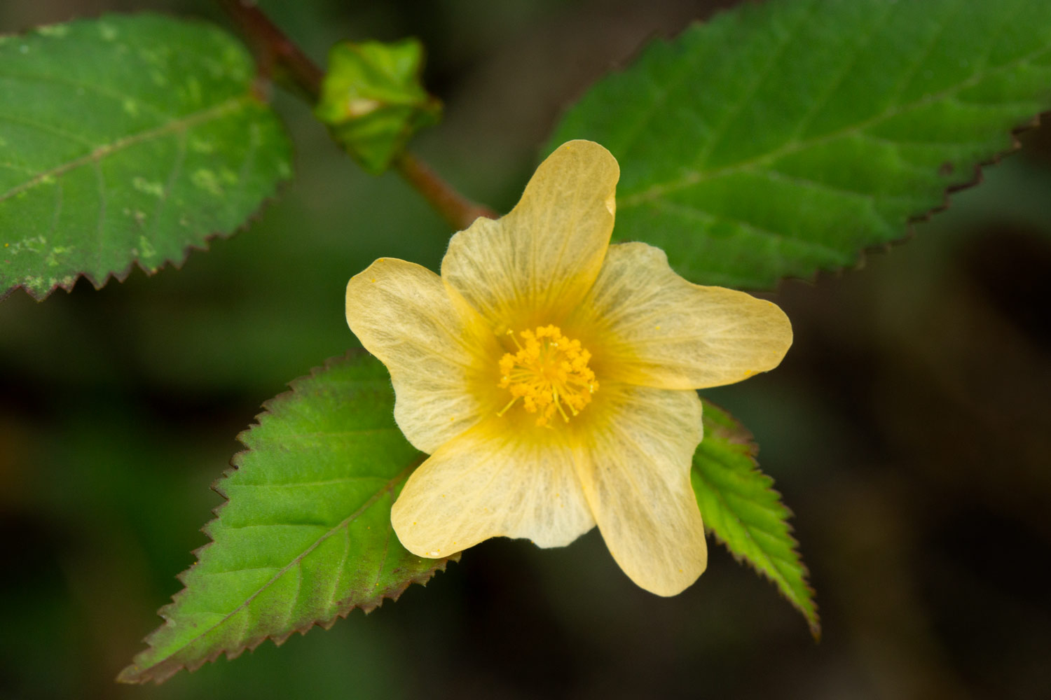 False Mallow Barbados