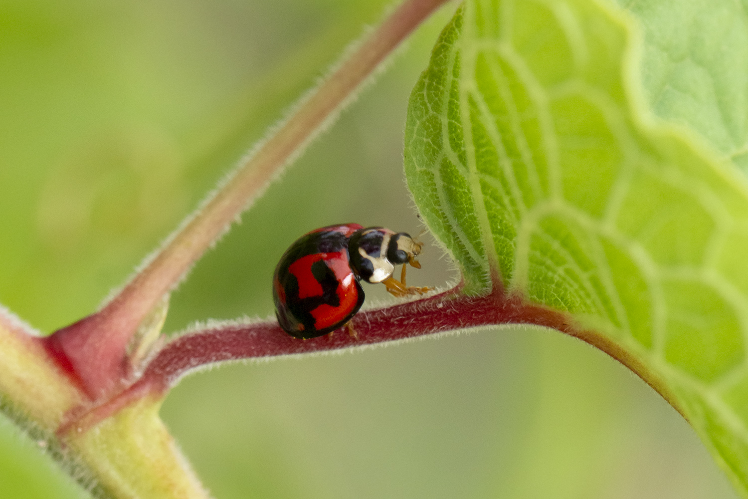 Six-spotted Zigzag Ladybug Barbados