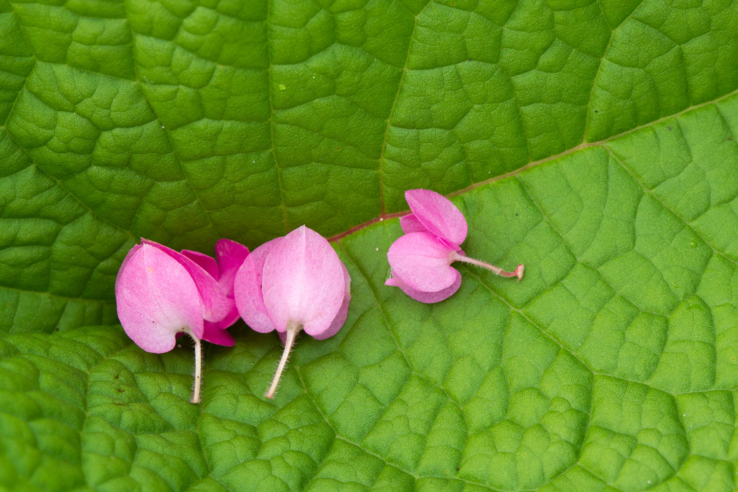 Coral Vine Barbados