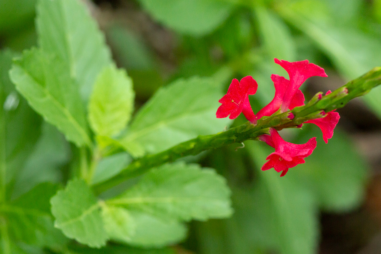 Dwarf Red Porterweed Barbados