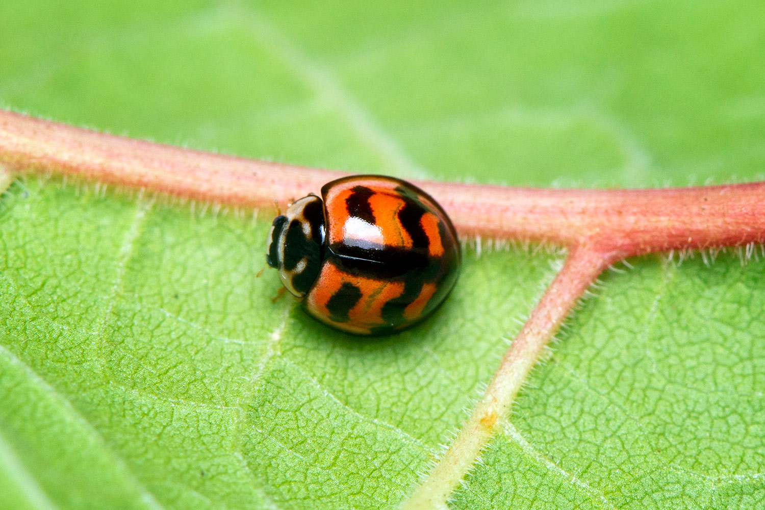 Six-spotted Zigzag Ladybug Barbados