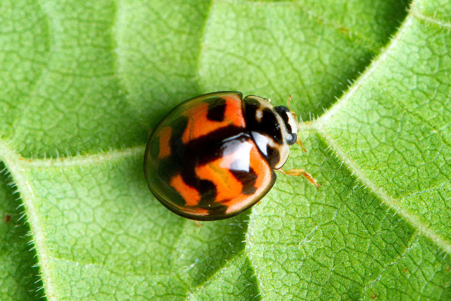 Six-spotted Zigzag Ladybug Barbados