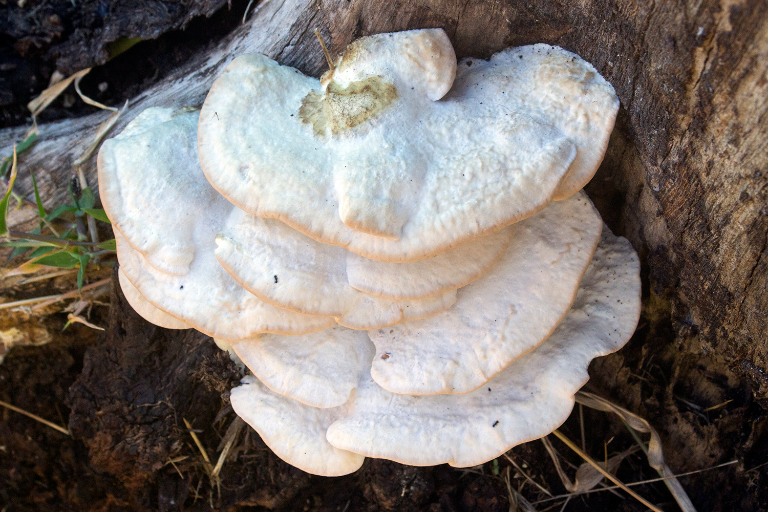 Bracket Fungi Barbados