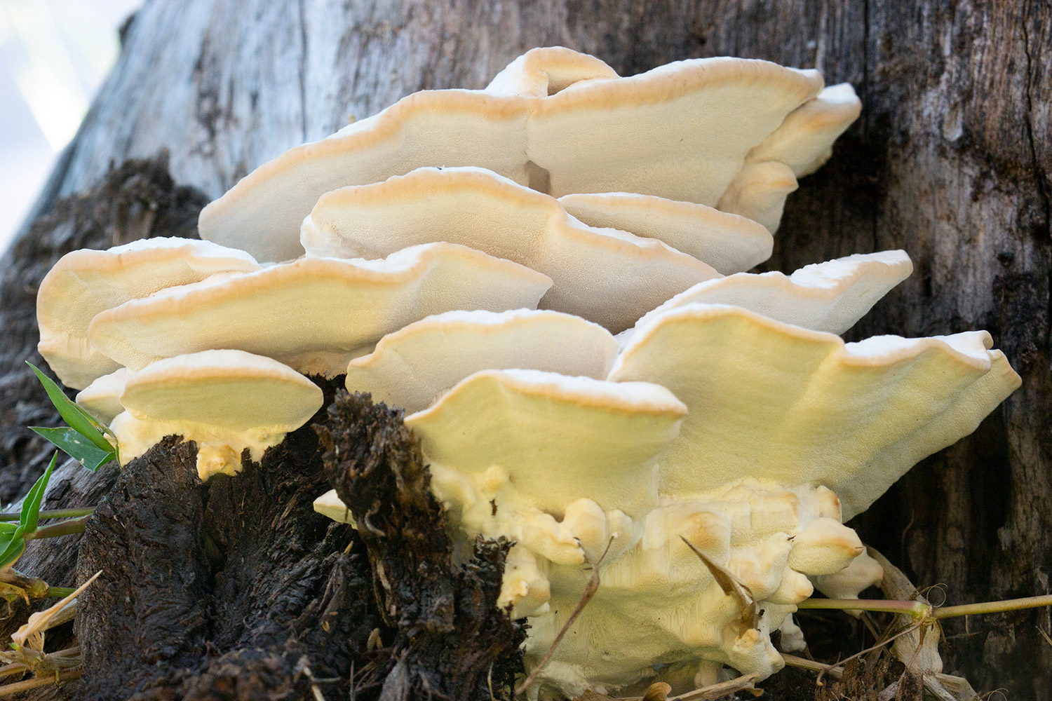 Bracket Fungi Barbados