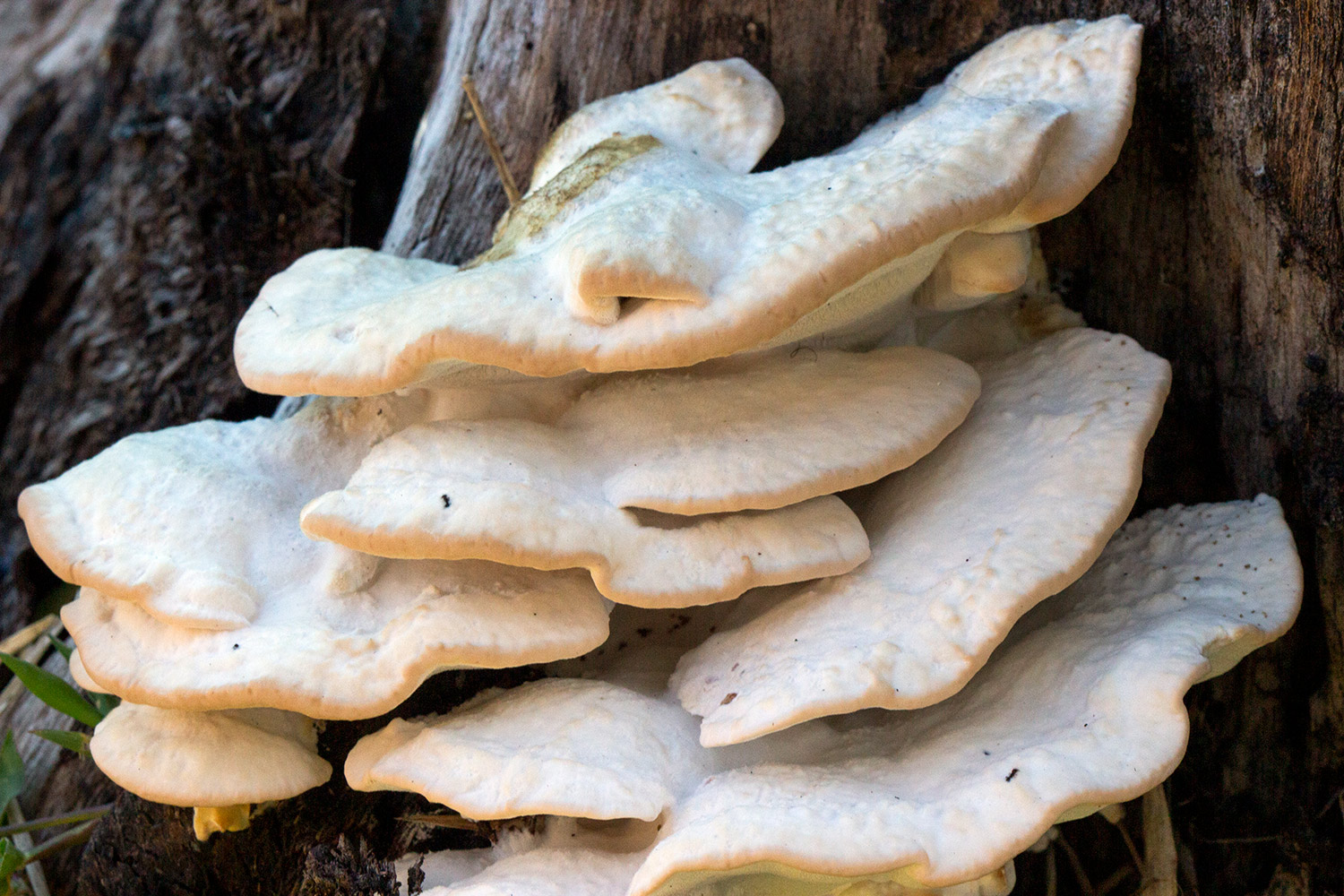 Bracket Fungi Barbados