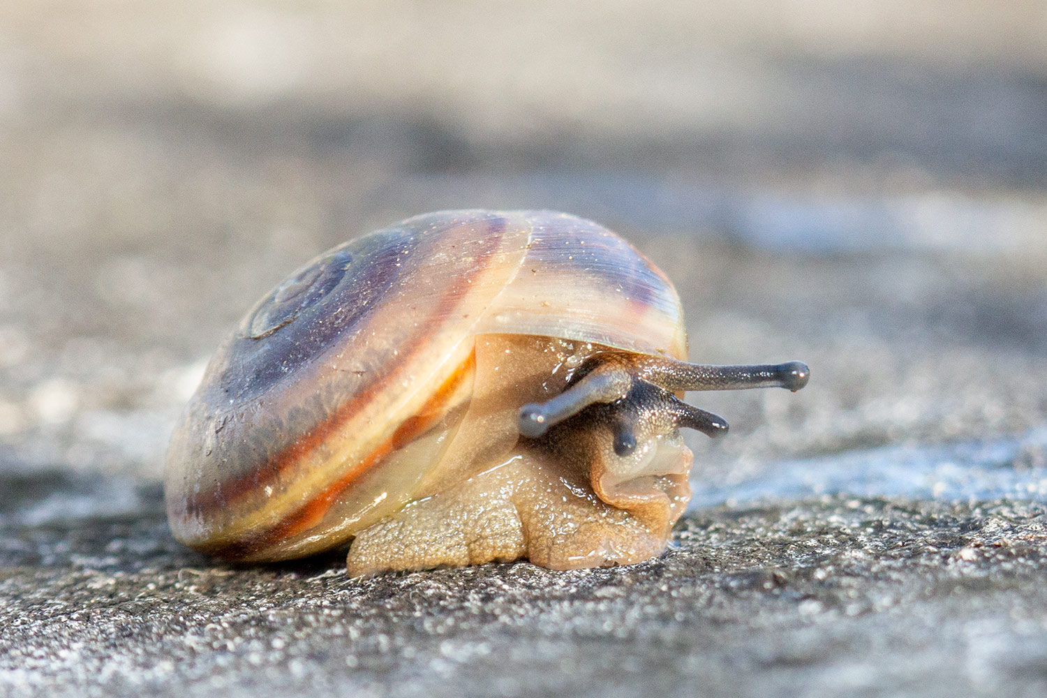 Barbados Blue Land Snail Barbados