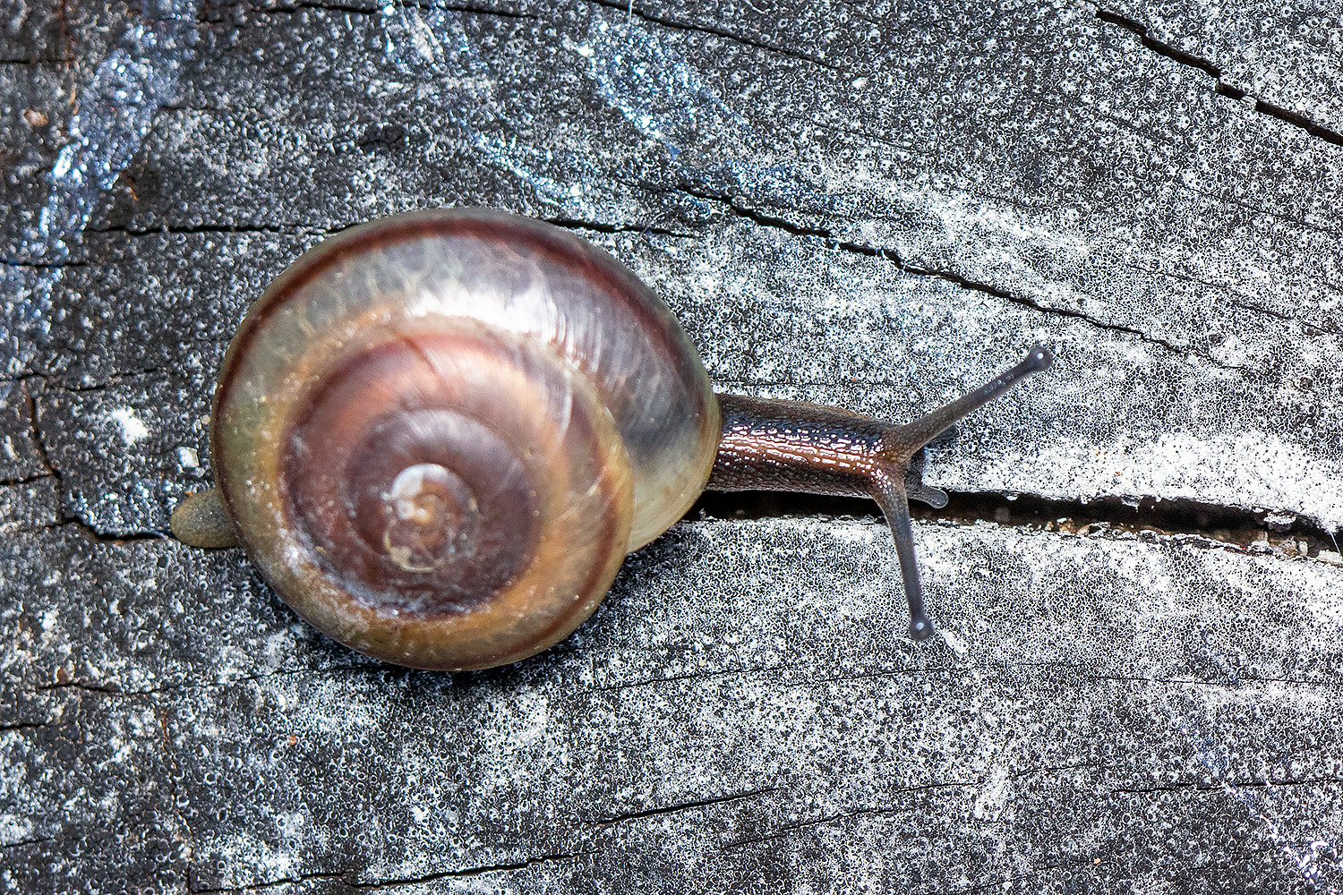 Barbados Blue Land Snail Barbados