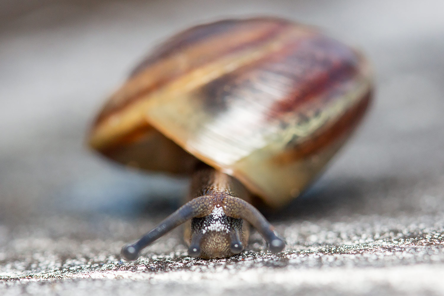 Barbados Blue Land Snail Barbados