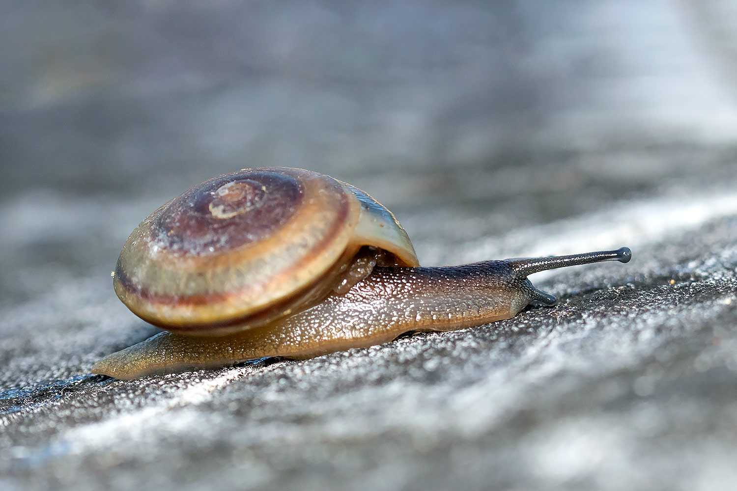 Barbados Blue Land Snail Barbados