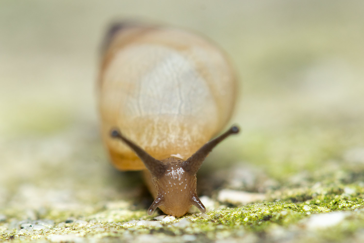 West Indian Bulimulus Barbados