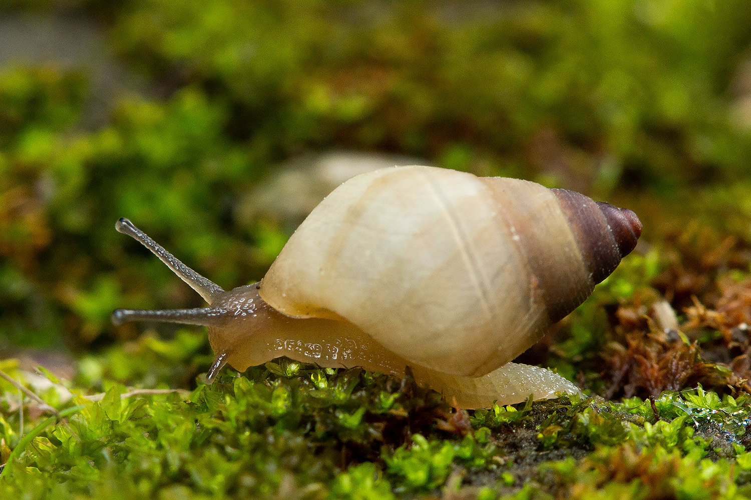 West Indian Bulimulus Barbados