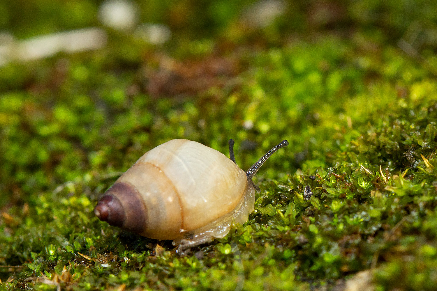 West Indian Bulimulus Barbados