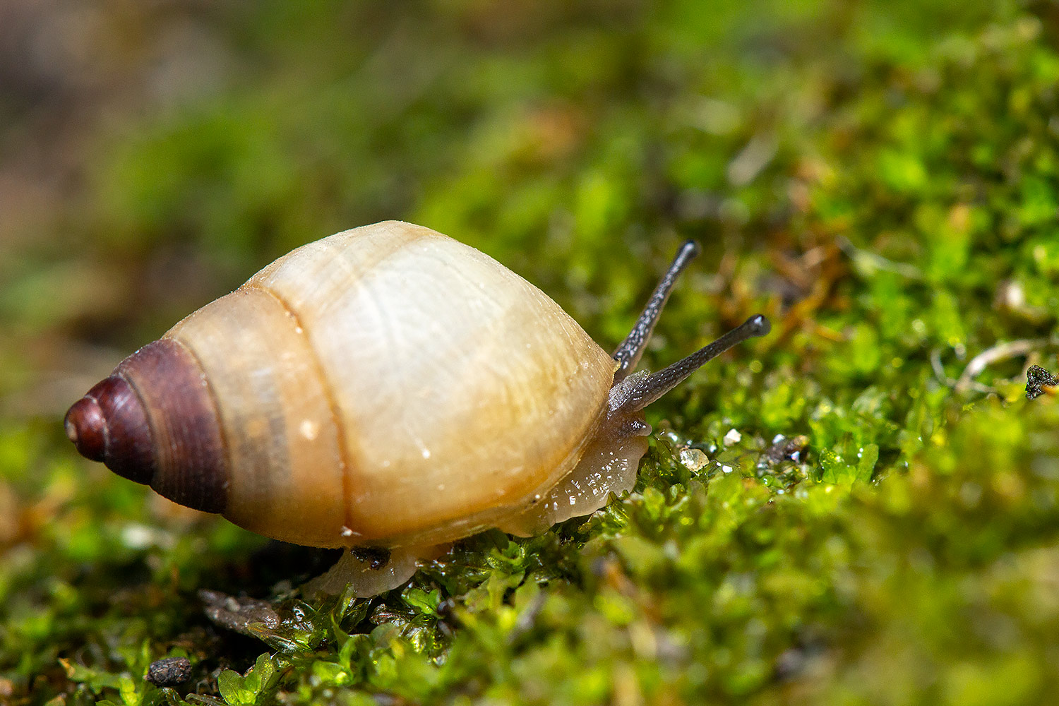 West Indian Bulimulus Barbados