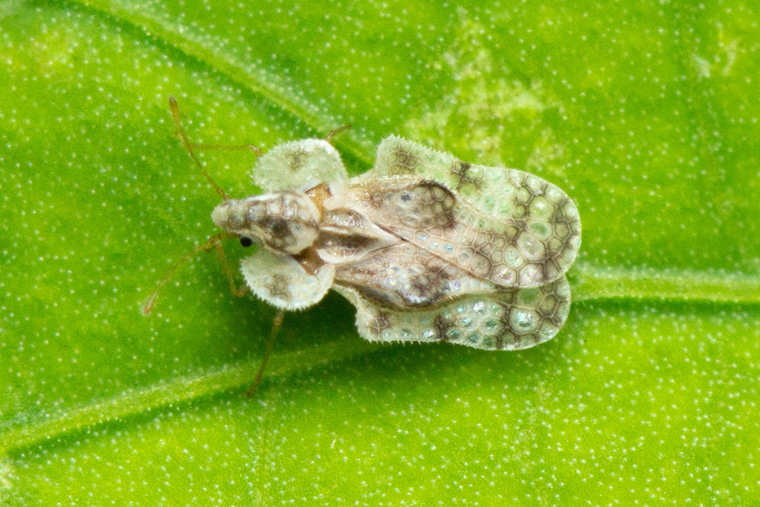 Chrysanthemum Lace Bug Barbados