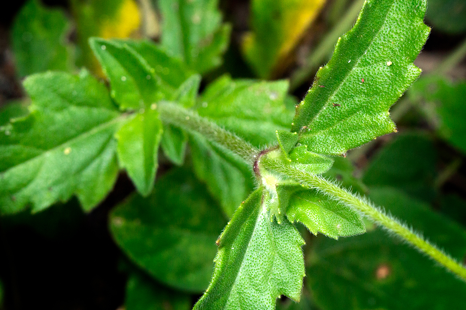 Tridax Daisy Barbados