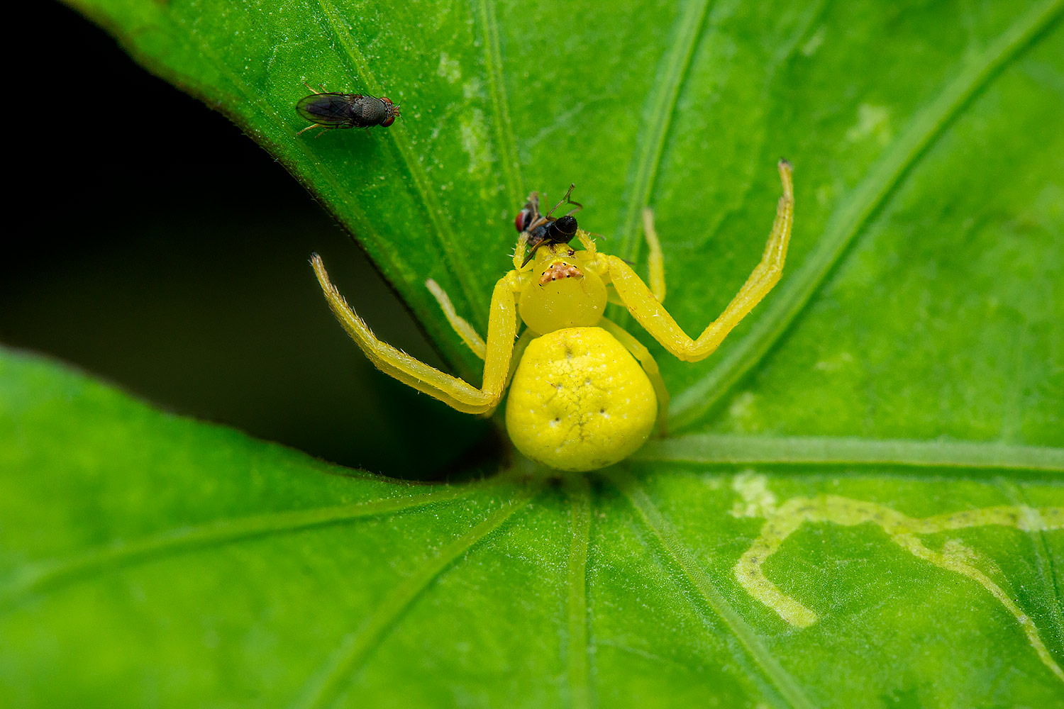 Crab Spiders Barbados