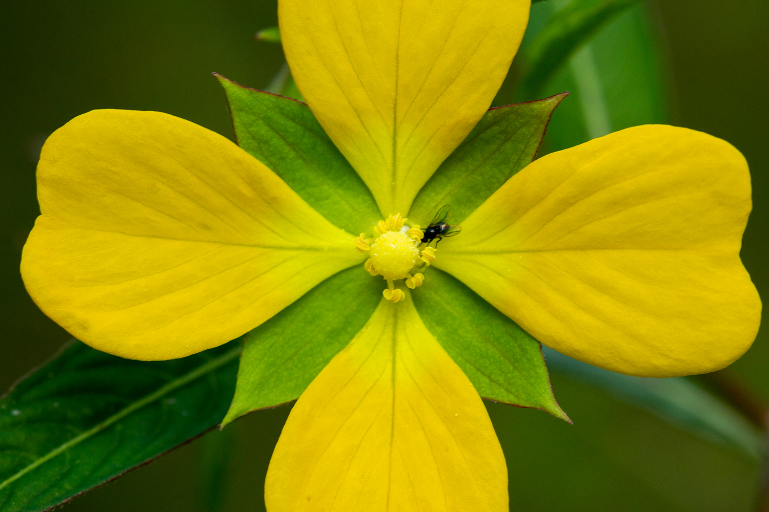 Mexican Primrose-Willow Barbados