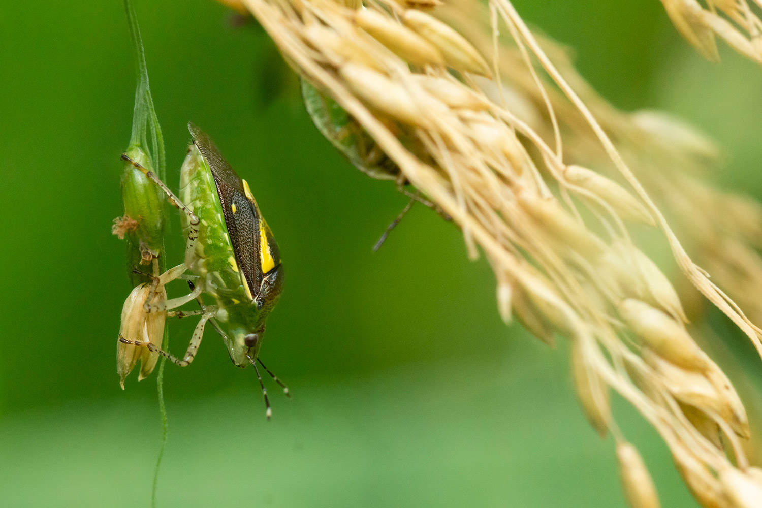 Ypsilon Stink Bug Barbados