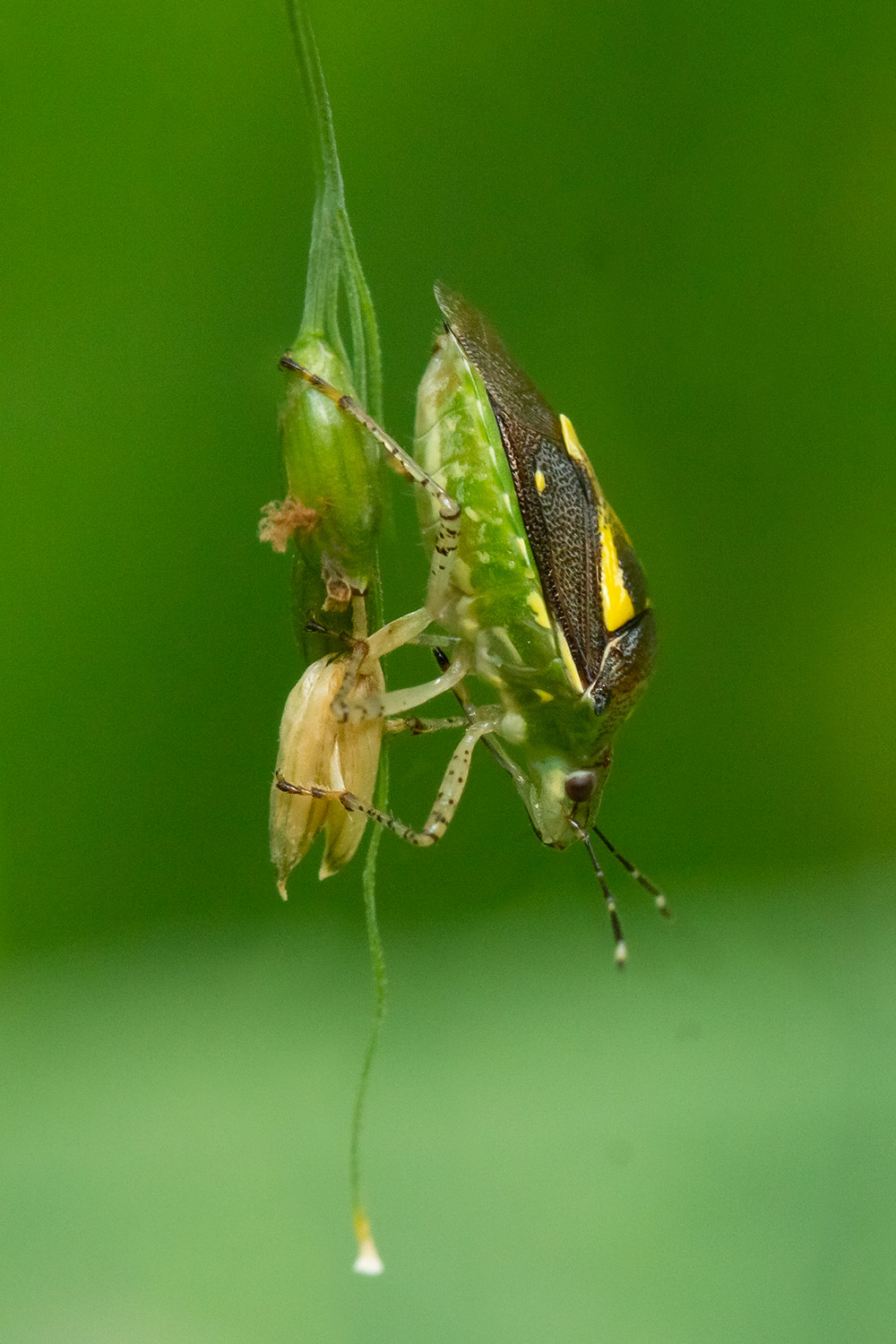 Ypsilon Stink Bug Barbados